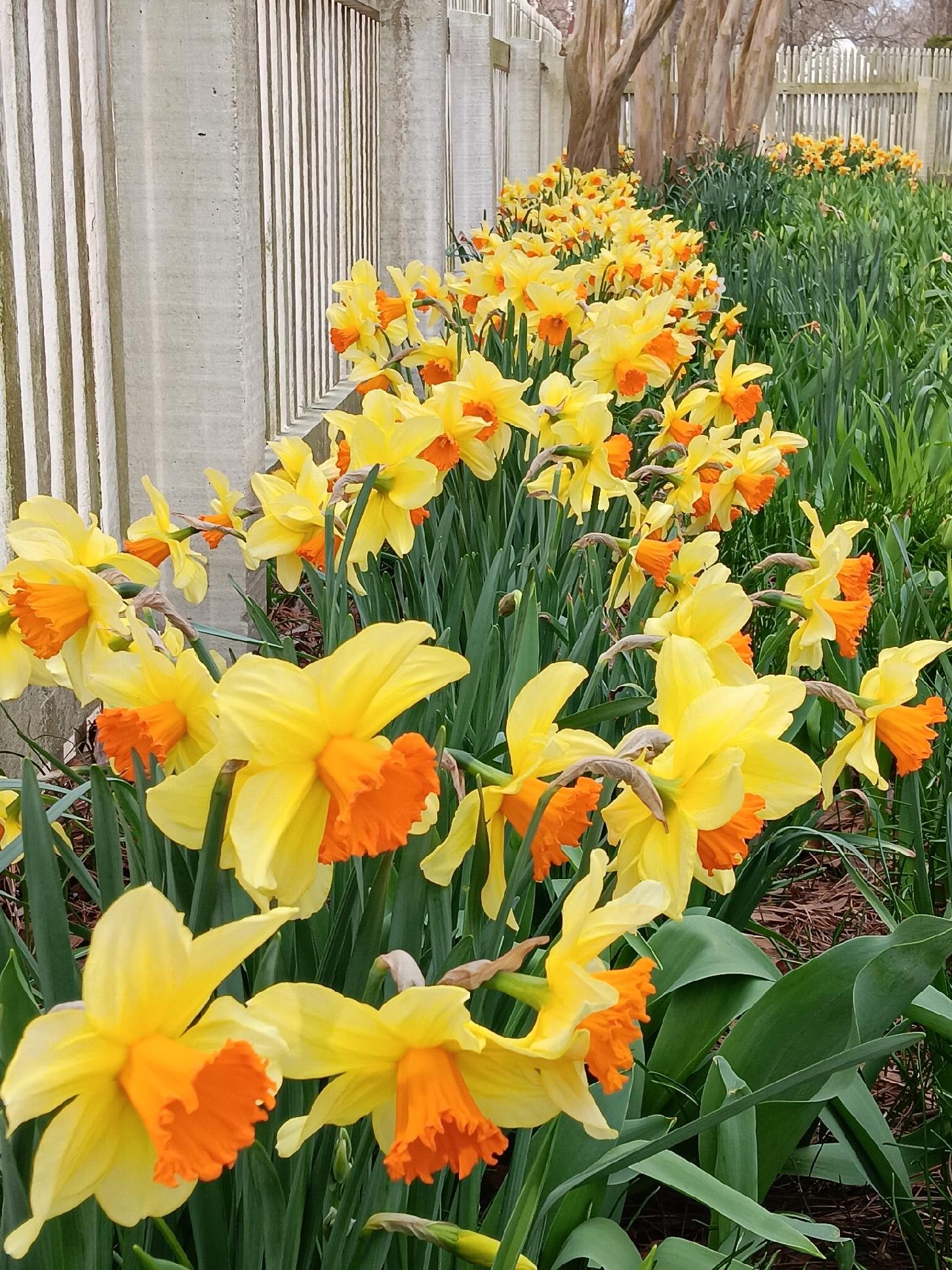 Embryo Adoption Story